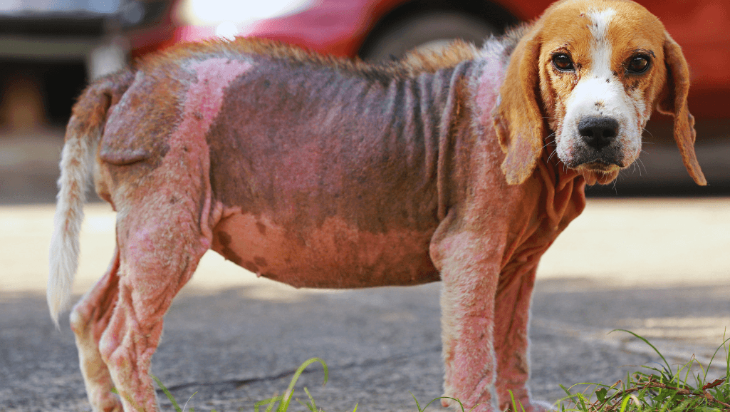 Canine Mange Diagnosis Methods
