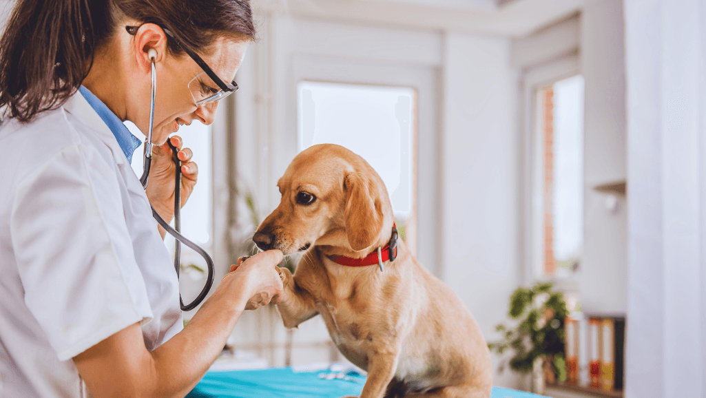 Understanding Canine Osteosarcoma: Treatment and Care 1 Canine Osteosarcoma