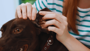 Canine Tick Borne Diseases
