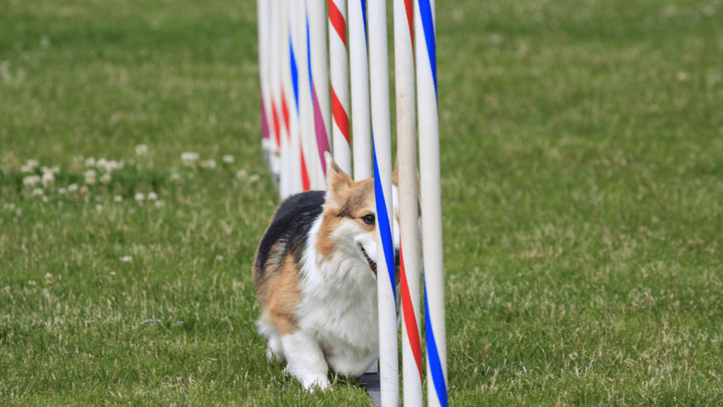 Canine conditioning club obstacle course