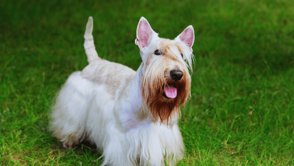 Canine instincts and breed characteristics