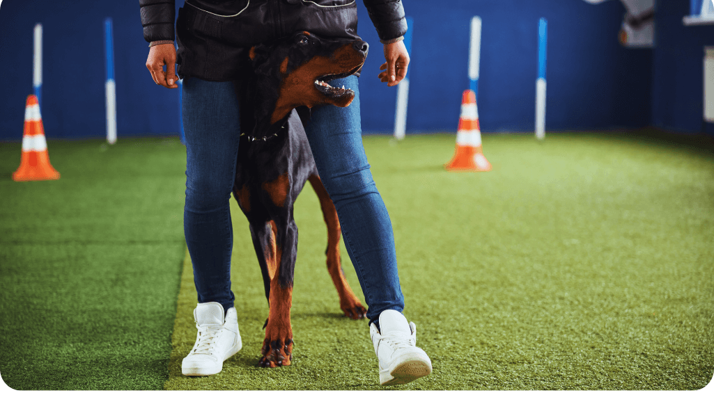 Certified animal behaviorist working with a dog