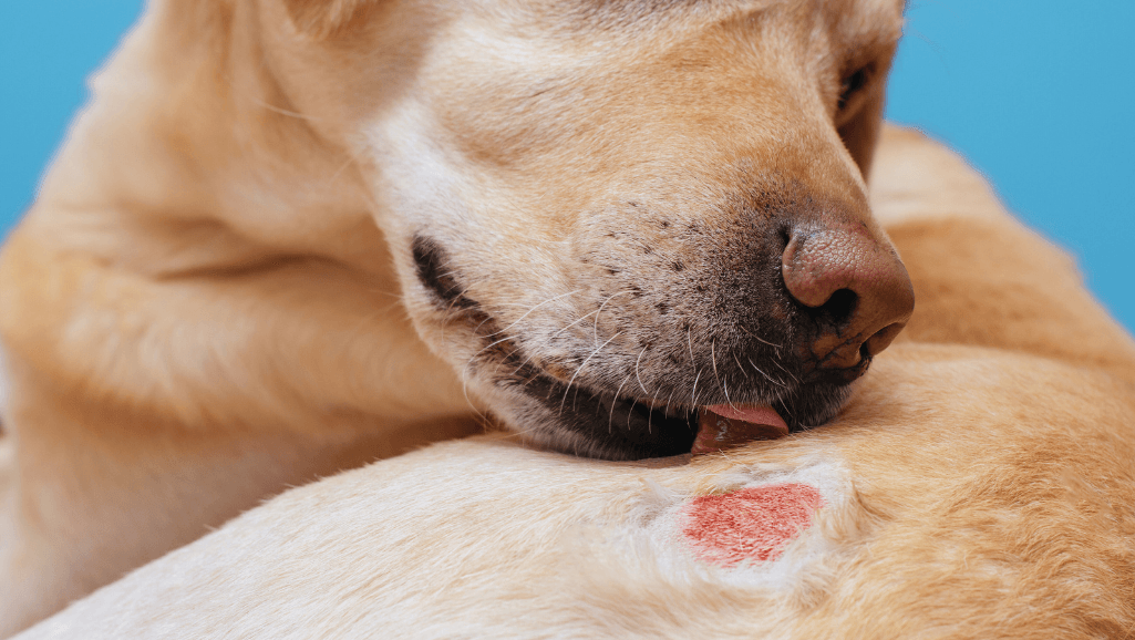Chronic Skin Lesions of Canine Atopic Dermatitis