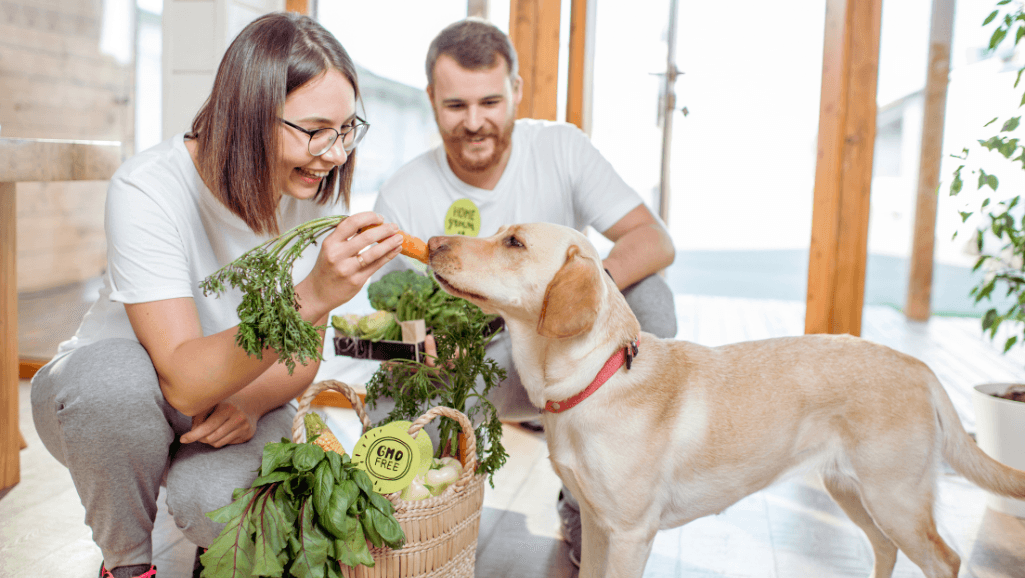 Common puppy feeding mistakes