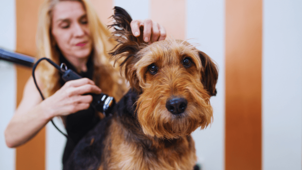 Creative dog grooming styles