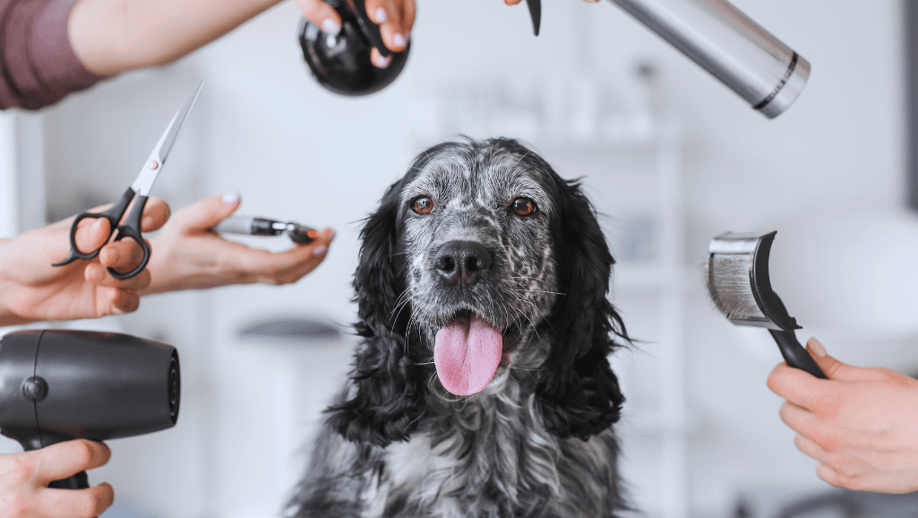 DIY dog grooming tools and supplies