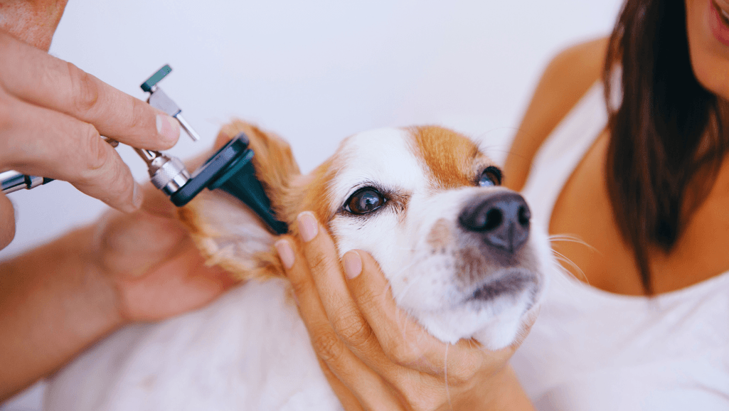 DIY remedies for dog ear infection