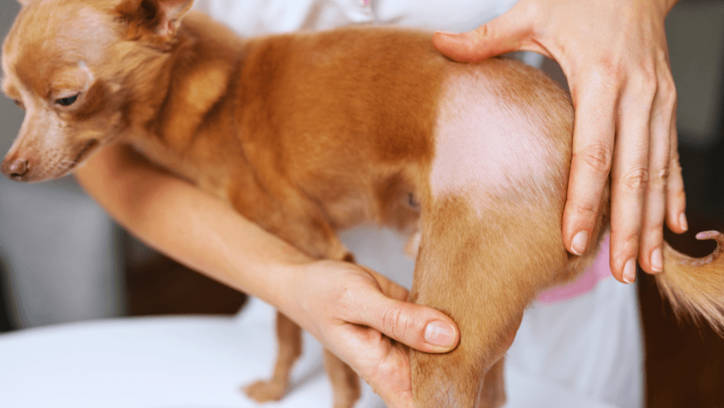 Diagnosing Autoimmune Disease in Dogs