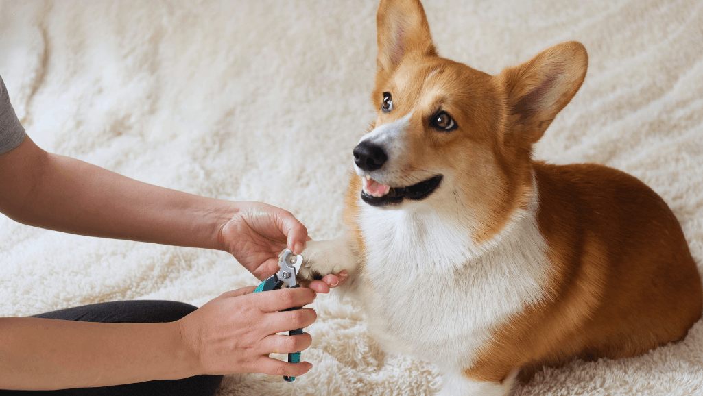 Diagnosing Dog Nail Disorders