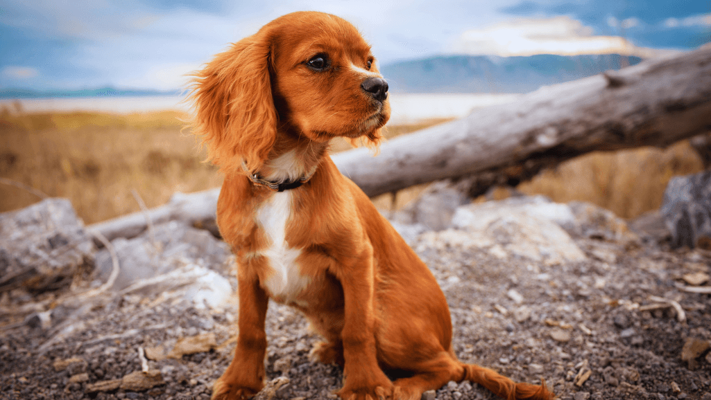 Diagnostic Tests for Canine Degenerative Myelopathy