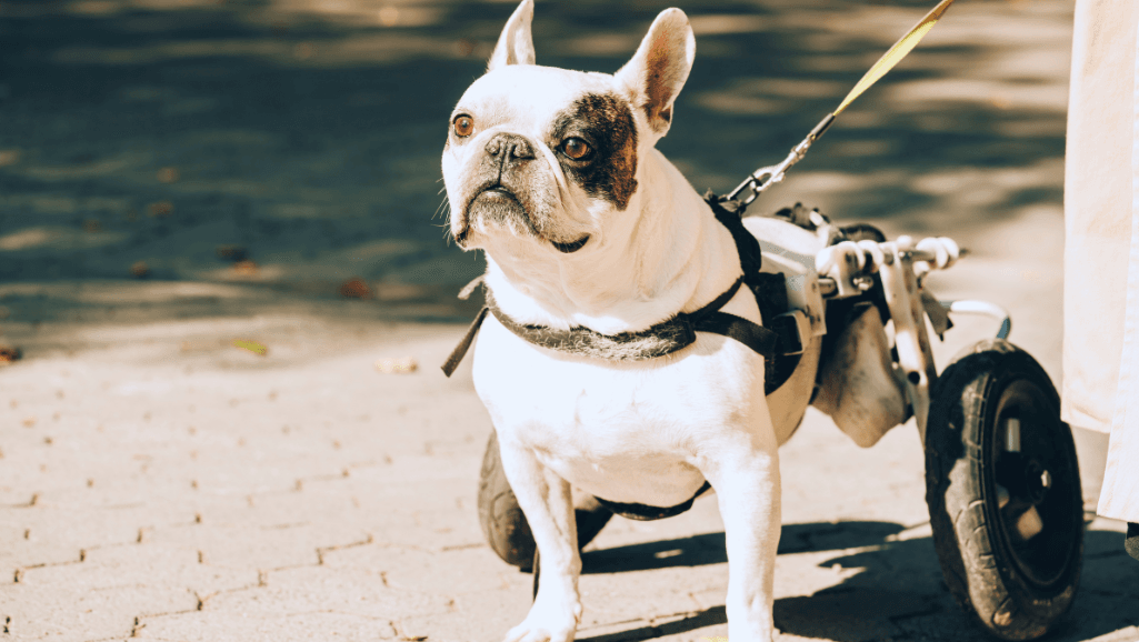 Dog Anal Gland Problems