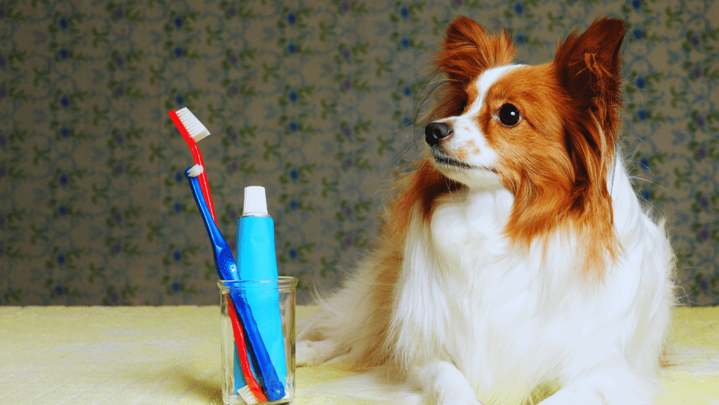 A Guide to Dog Dental Care and Hygiene 1 Dog Dental Care