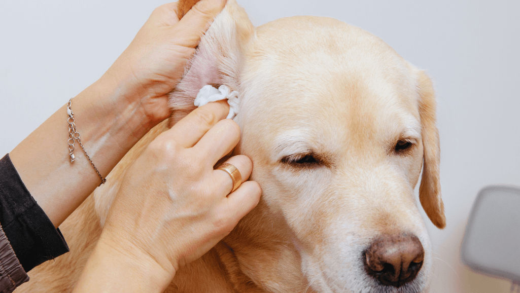 Effective Solutions for Dog Ear Hematomas 1 Dog Ear Hematomas