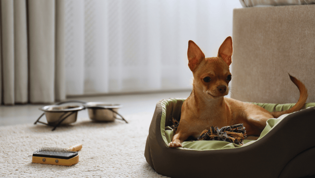 Dog Friendly Places in Comfort, TX