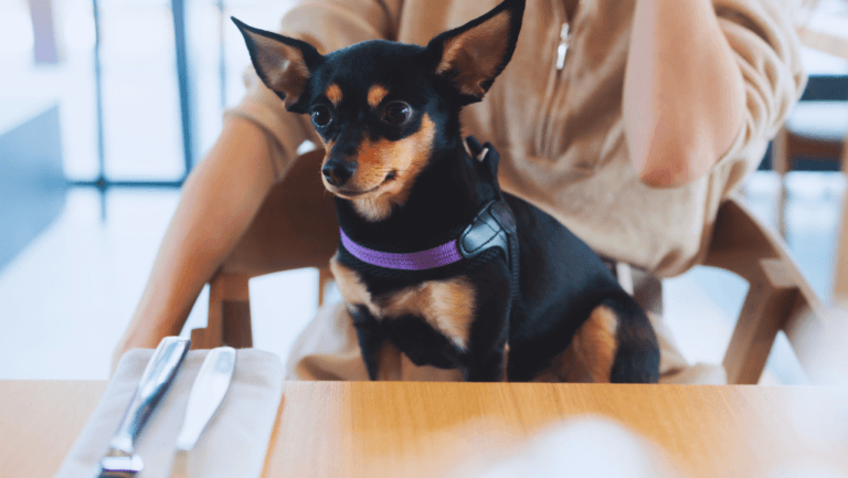 Dog Friendly Restaurants - Paws & Dine In Comfort 59 Dog Friendly Restaurants