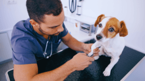 Dog Nail Disorders