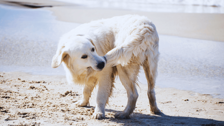 First Aid and Care for Dog Tail Injuries 37 Dog Tail Injuries