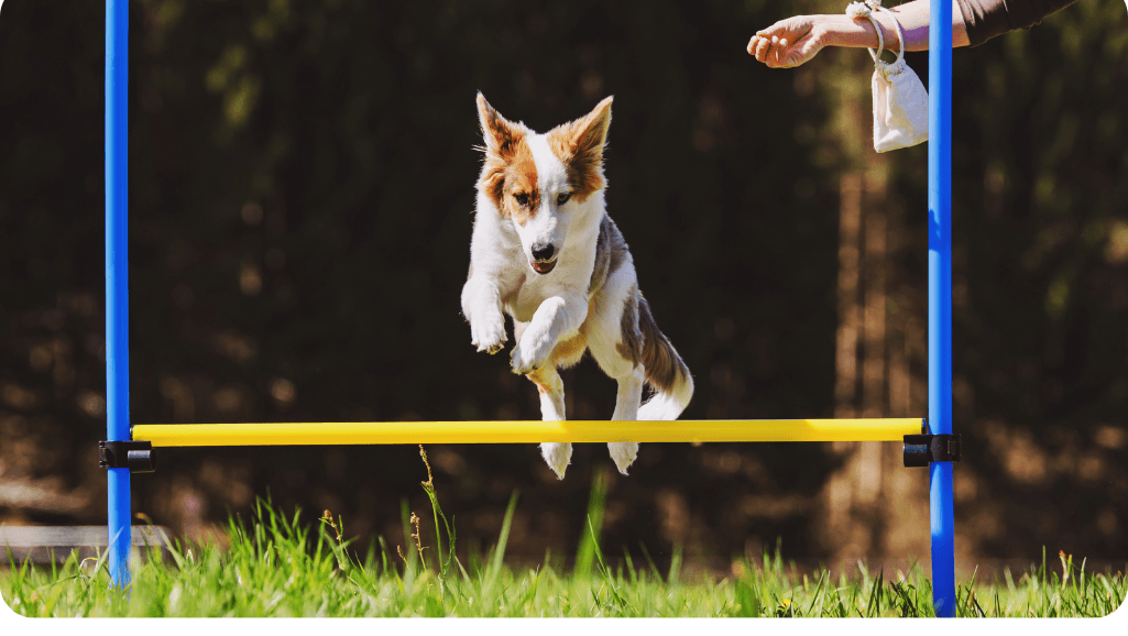 Dog agility training