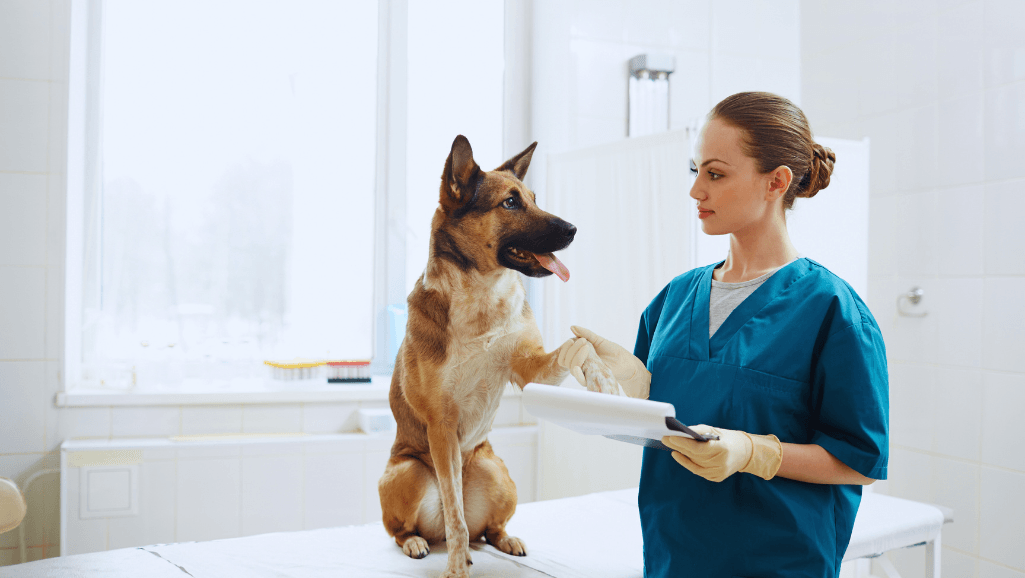 Dog ear infection vet diagnosing canine otitis