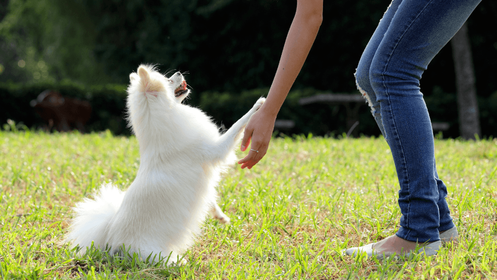 Dog performing scent discrimination training