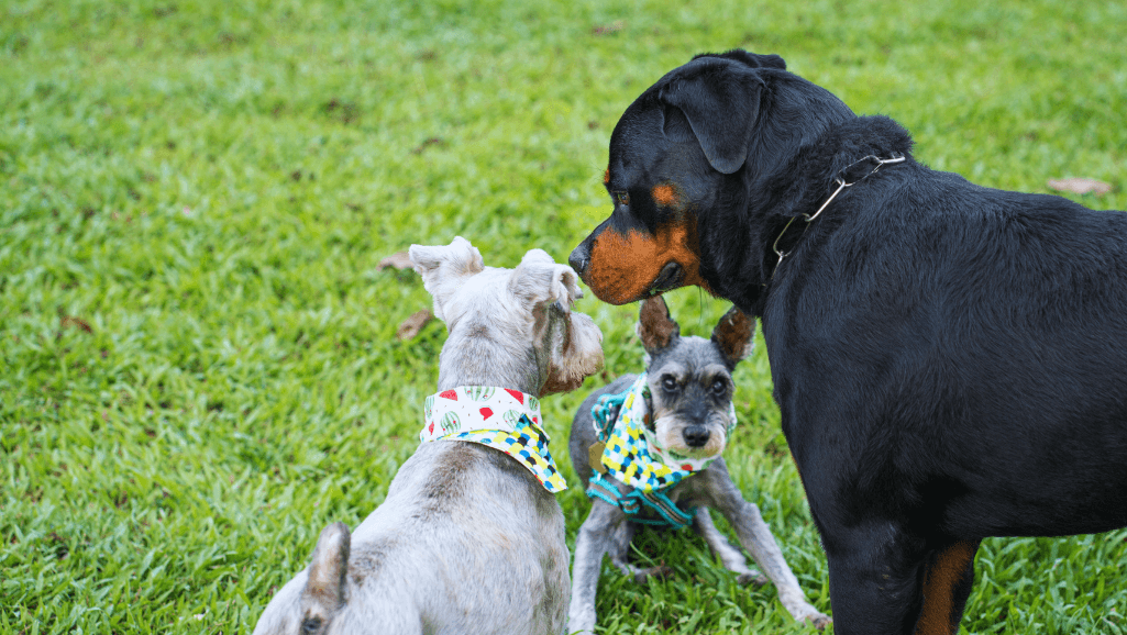 Dog socialization