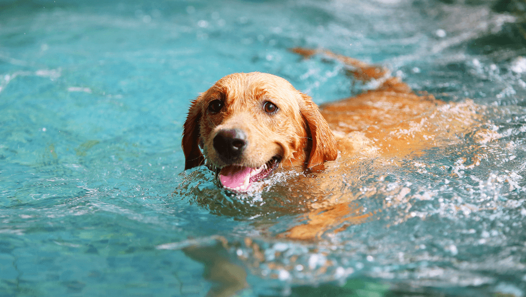 Dog swimming for muscle conditioning