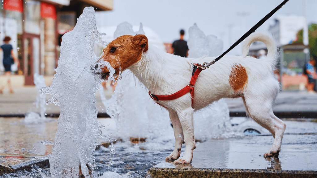 Doggie Water Fountain