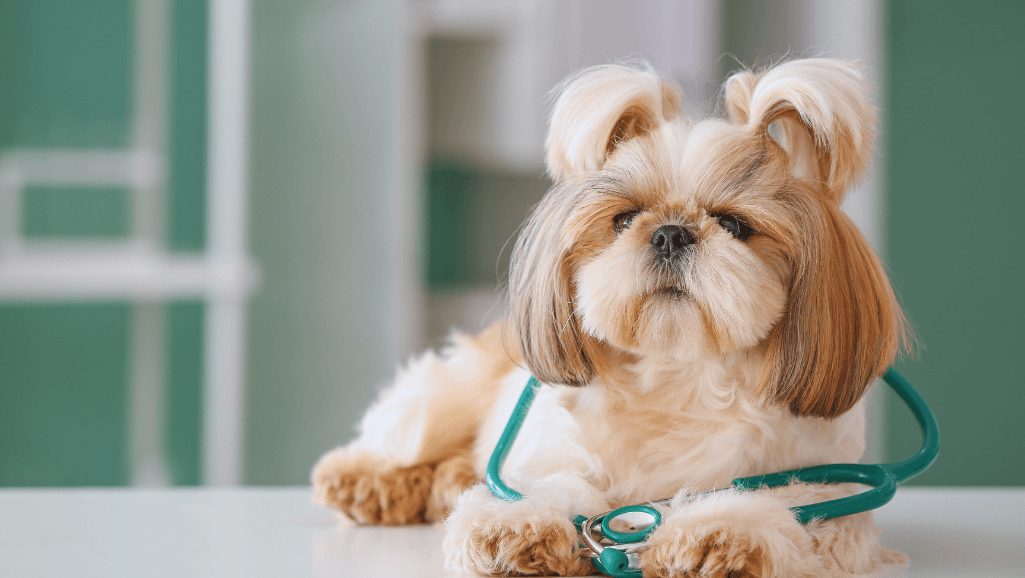 Grooming Hypoallergenic Lap Dogs