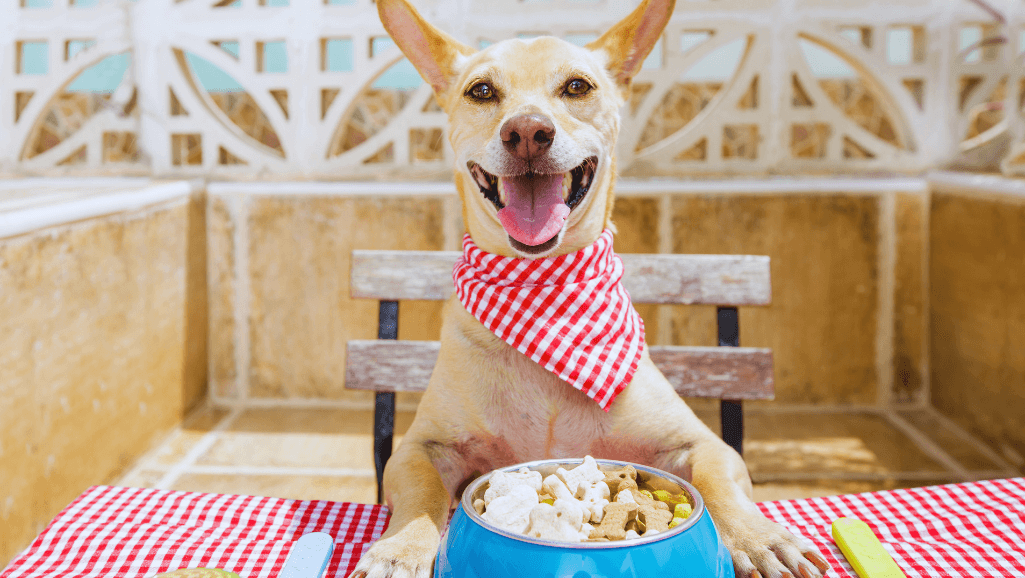 Healthy Senior Dog Food Options