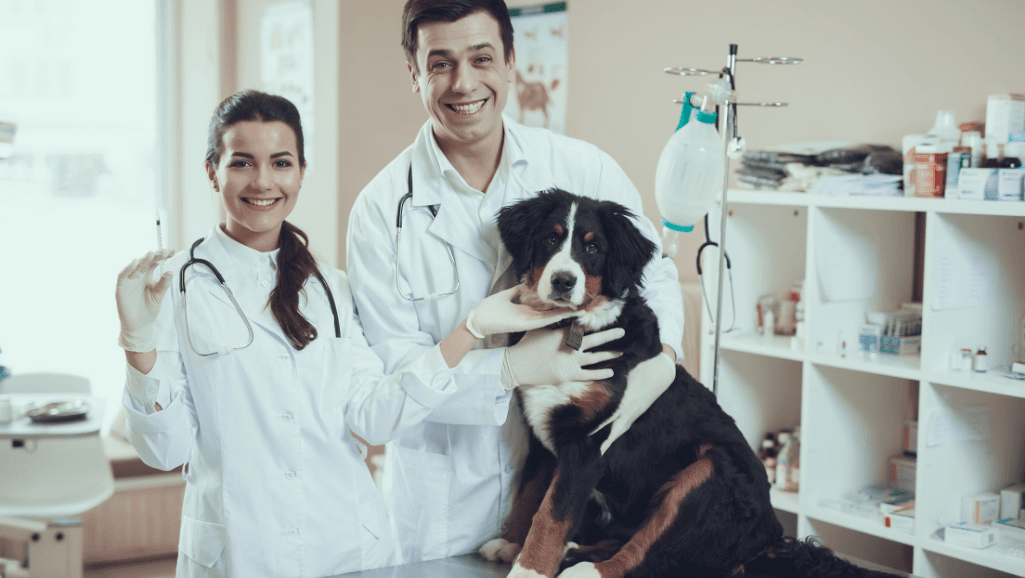 Hormone Imbalances and Reproductive Health in Pets