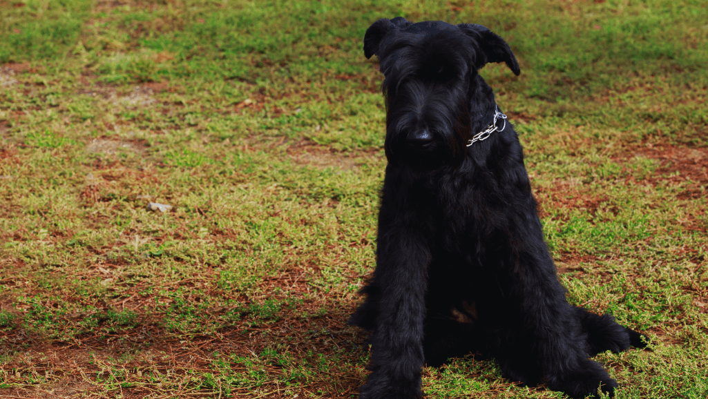 Hypoallergenic Giant Dog Breeds