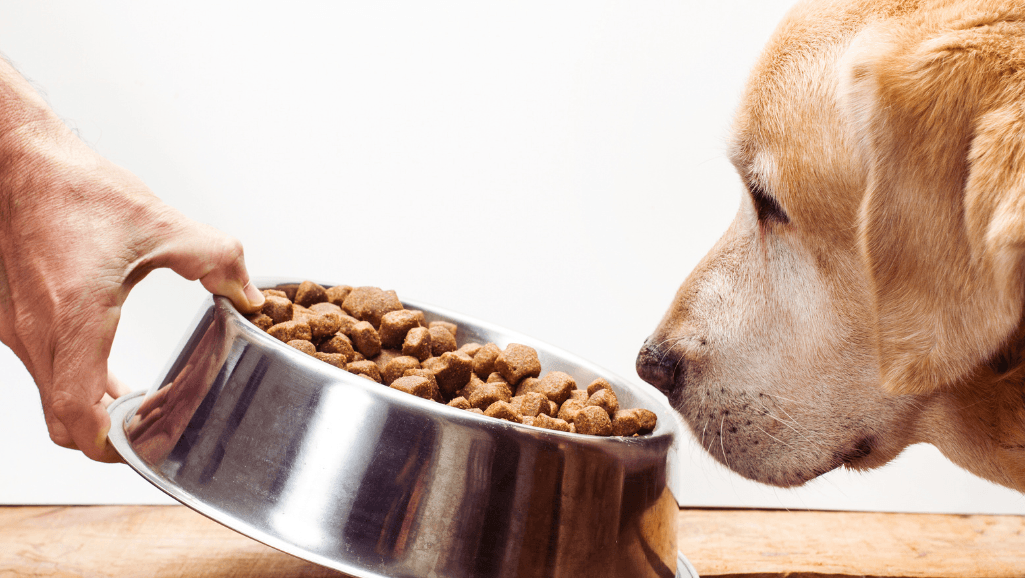 Labrador feeding schedule by age