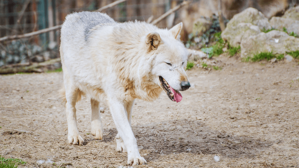 Lupus in Dogs