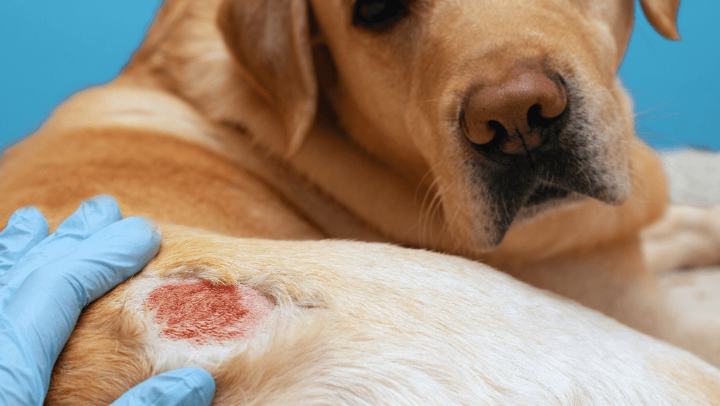 Managing Acute Flares of Canine Atopic Dermatitis
