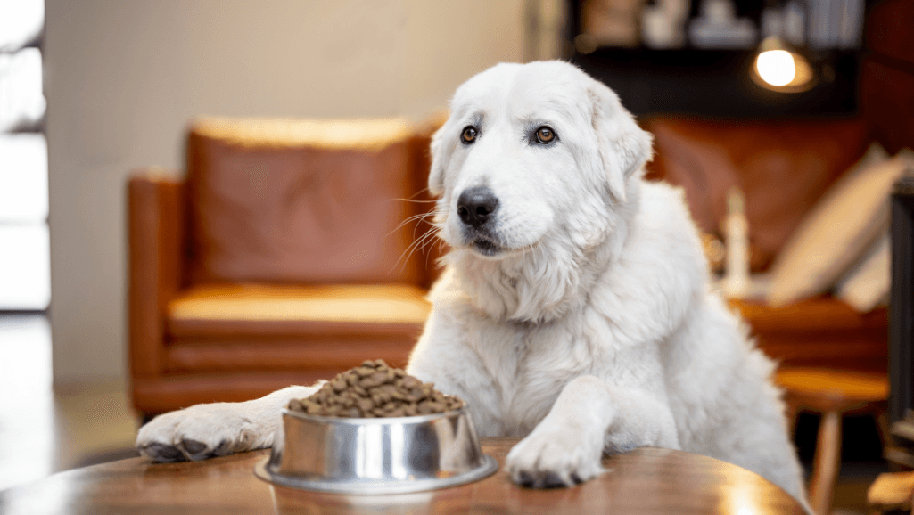 Measuring dog food portions for weight management