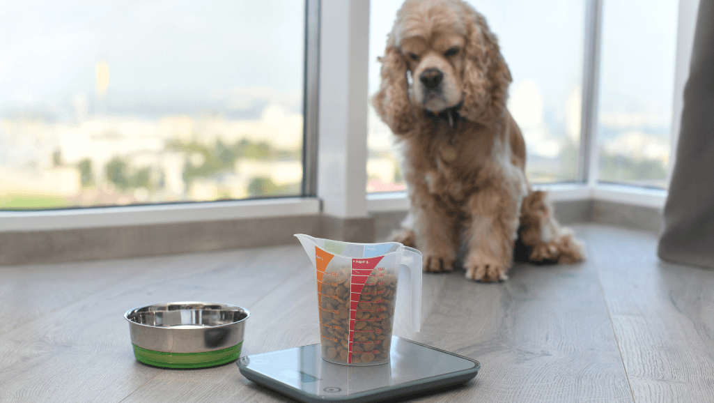 Mixing foods for a slow transition to a weight management diet