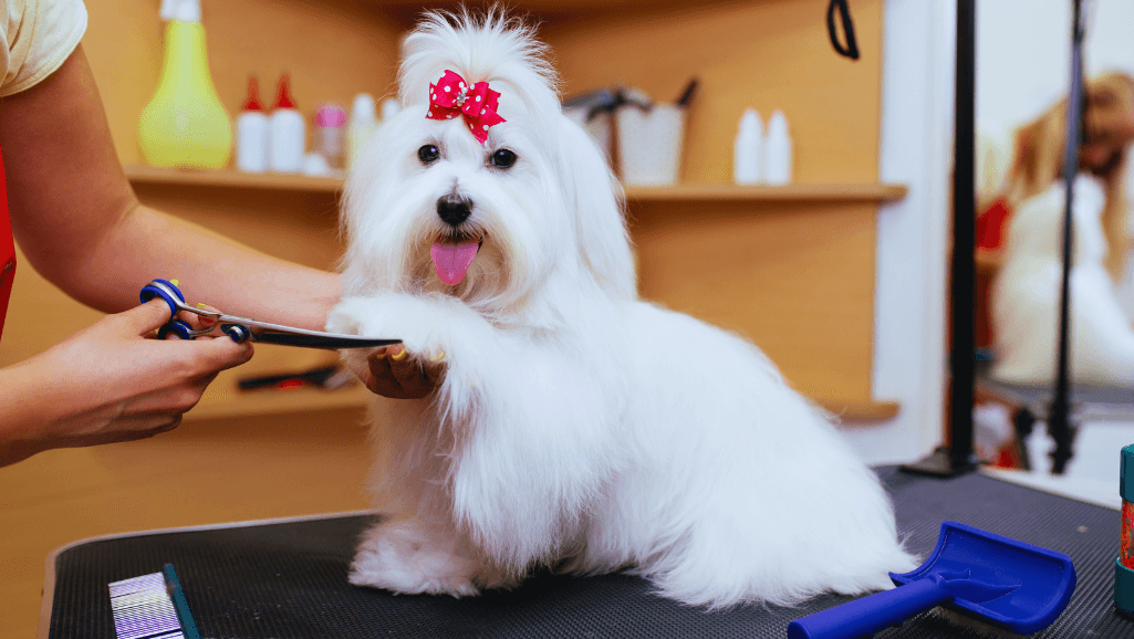 Mobile Grooming Community Engagement