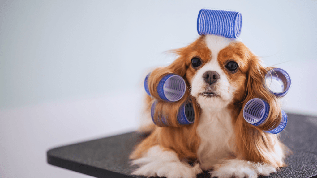 Mobile Grooming Safety
