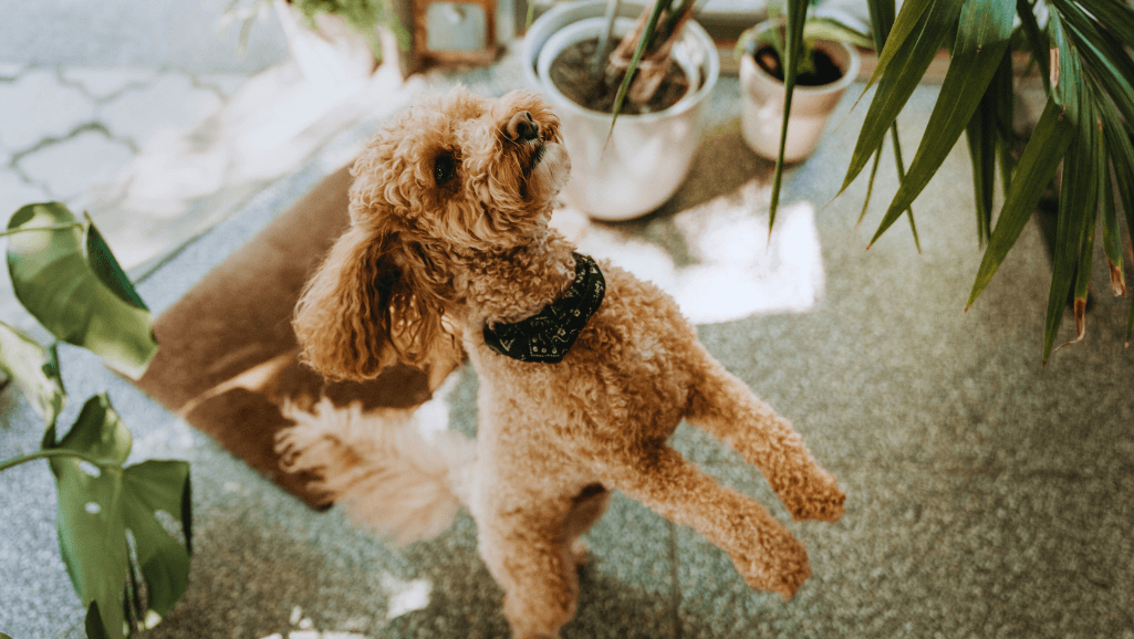Navigating Pet-Friendly Dining