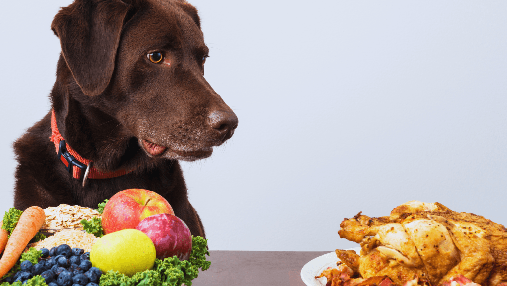 Nutritious senior dog meals