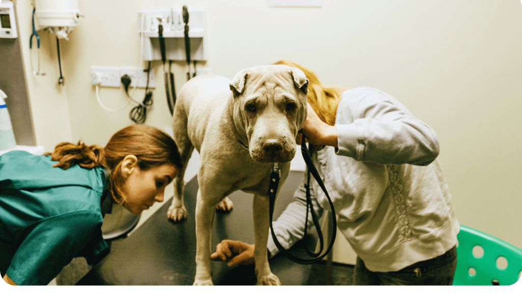 Pet behaviorist consultation