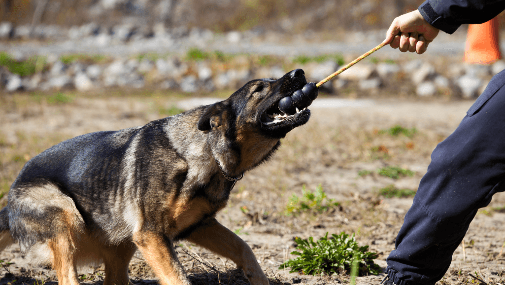 Police dog training for advanced scent detection