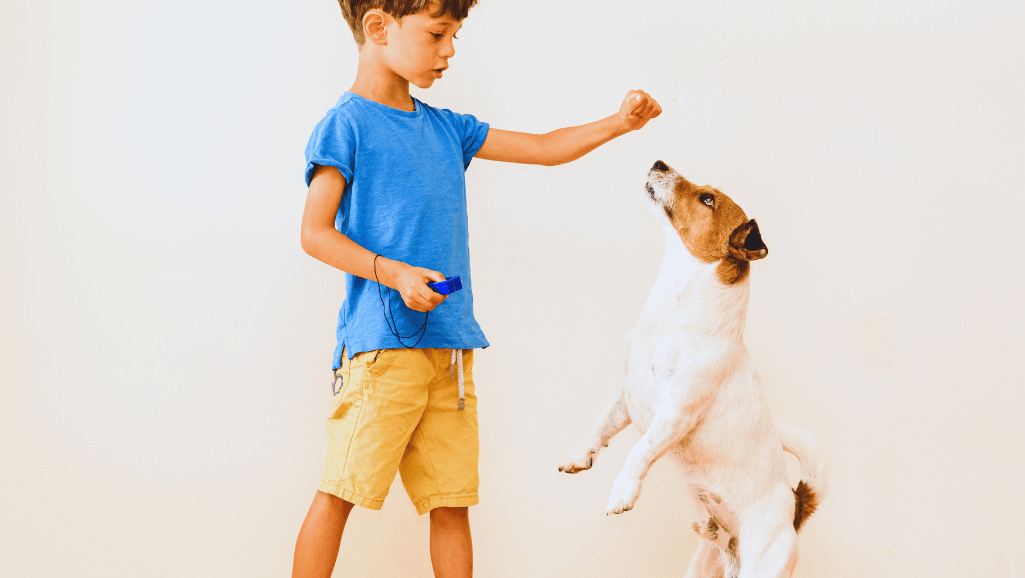 Positive reinforcement training for puppies