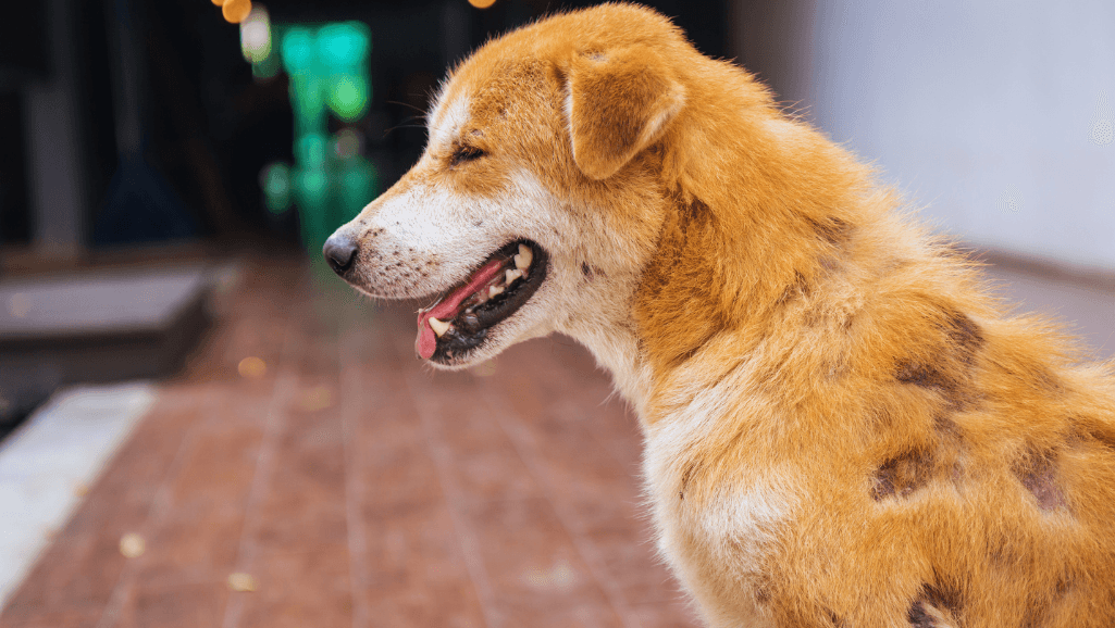 Preventing Disease Relapses in Canine Atopic Dermatitis