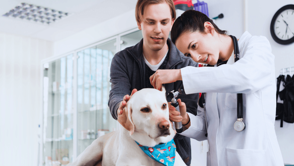 Prevention and Follow-Up Care for Dog Ear Hematomas