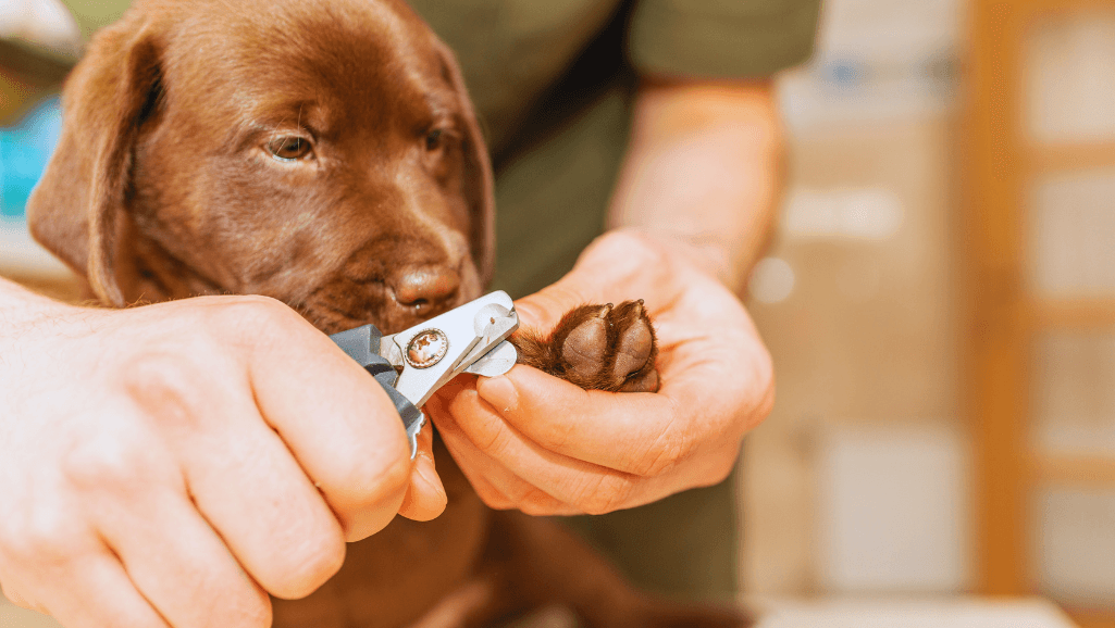 Prevention of Dog Nail Disorders