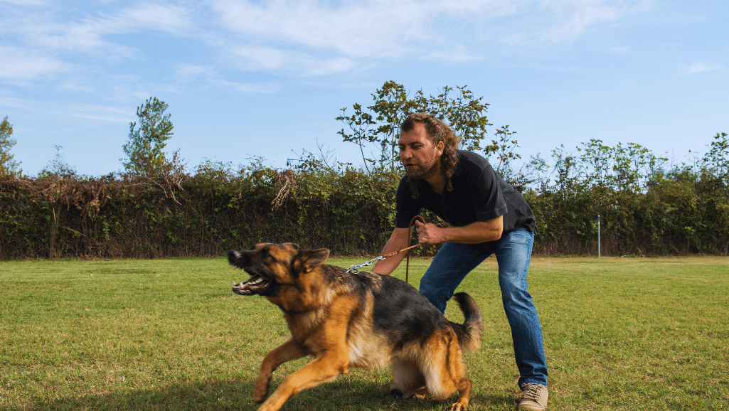 Professional Dog Aggression Training