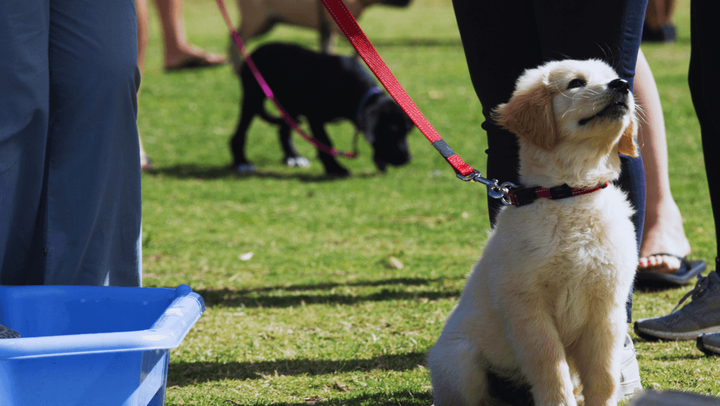 puppy socialization