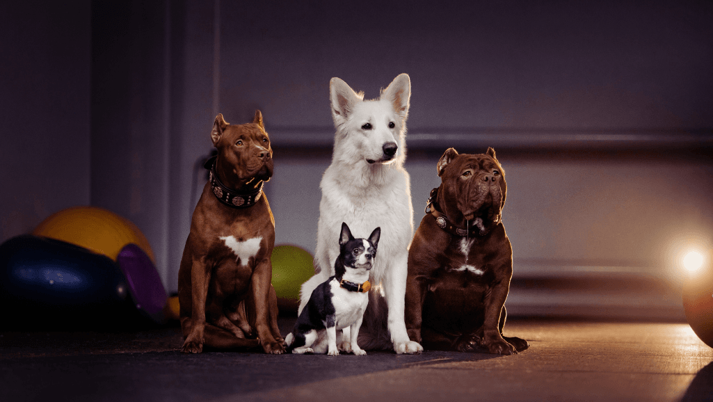 Puppy food formulas for different breed sizes