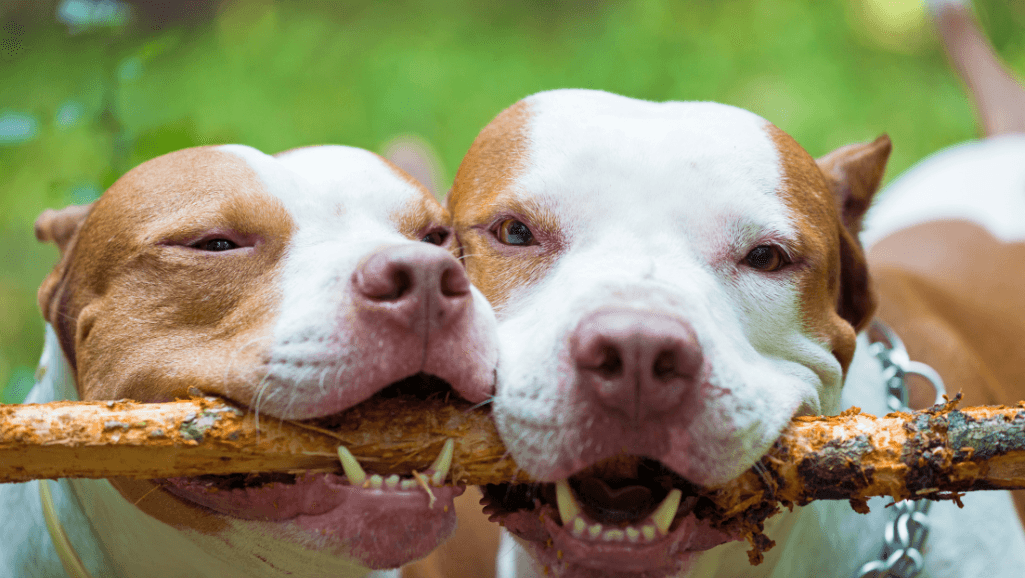 Socializing puppies for bite prevention